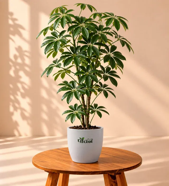 Pauda Schefflera Plant  sapling