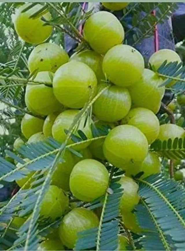 Cloud Farm Amla Plant  sapling