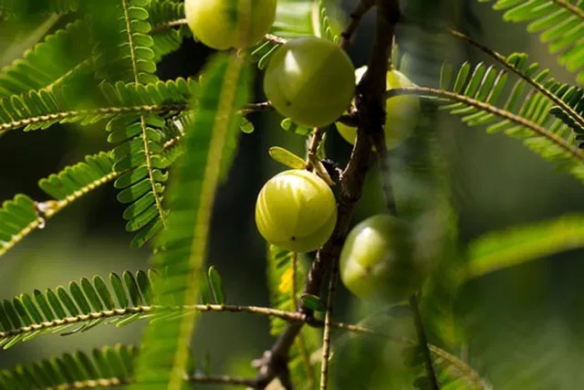 Cloud Farm Amla Plant  sapling