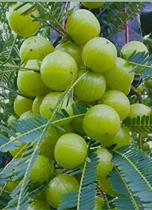 Ukanda Amla Plant  sapling