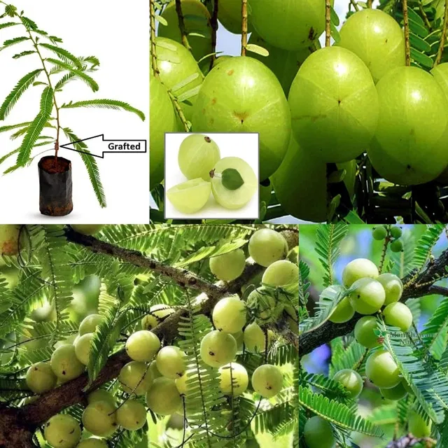 Cloud Farm Amla Plant  sapling