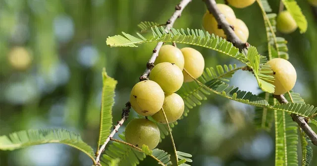 Cloud Farm Amla Plant  sapling