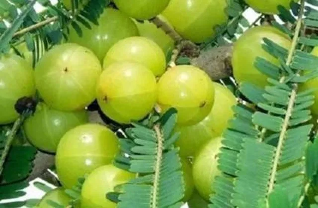Cloud Farm Amla Plant  sapling