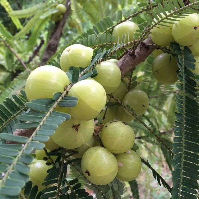 ukandagarden Amla Plant  sapling