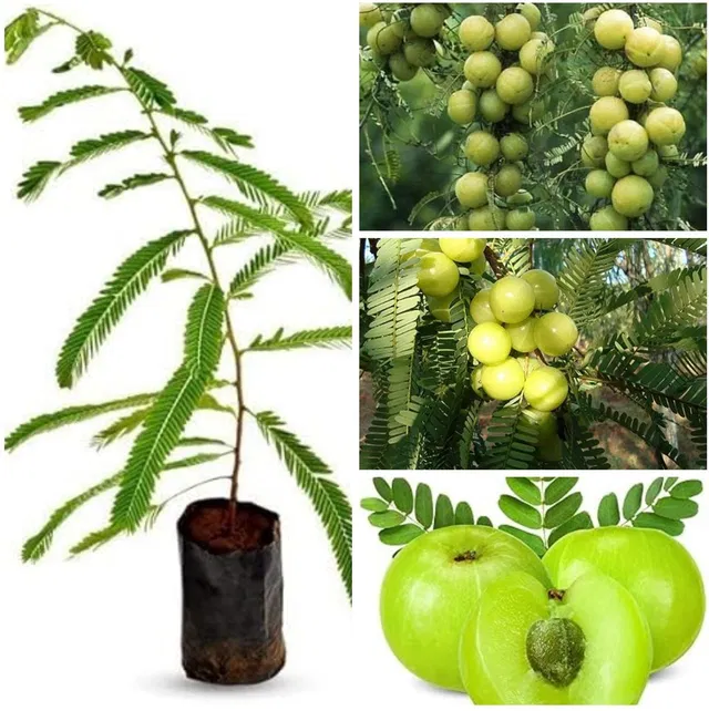 Cloud Farm Amla Plant  sapling