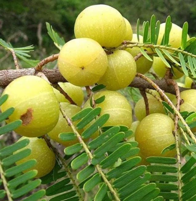 Cloud Farm Amla Plant  sapling