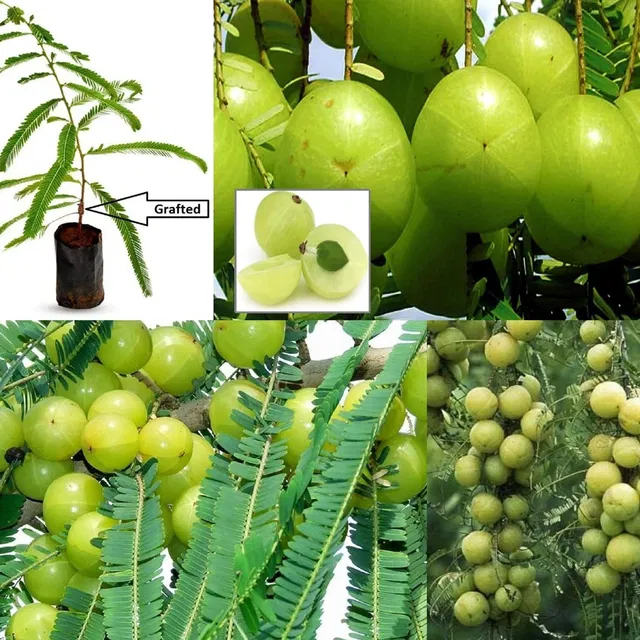 Cloud Farm Amla Plant  sapling
