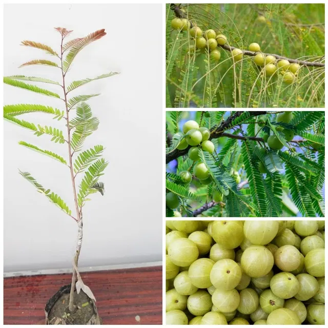 Cloud Farm Amla Plant  sapling