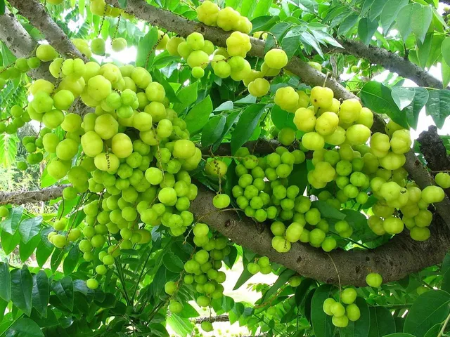 Cloud Farm Amla Plant  sapling