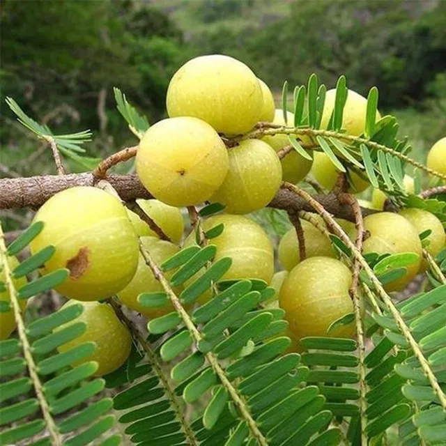 Cloud Farm Amla Plant  sapling