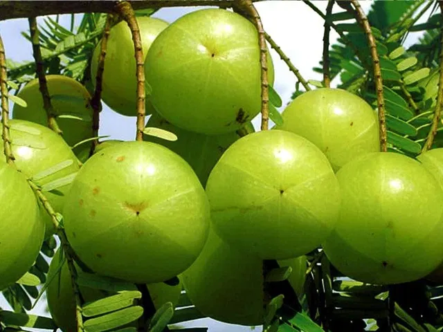 Cloud Farm Amla Plant  sapling