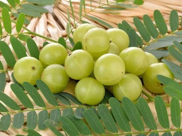Ukanda Amla Plant  sapling