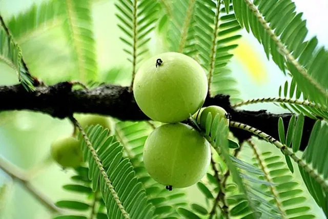 Cloud Farm Amla Plant  sapling
