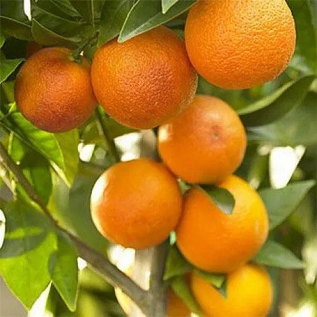 Cloud Farm Amla Plant  sapling
