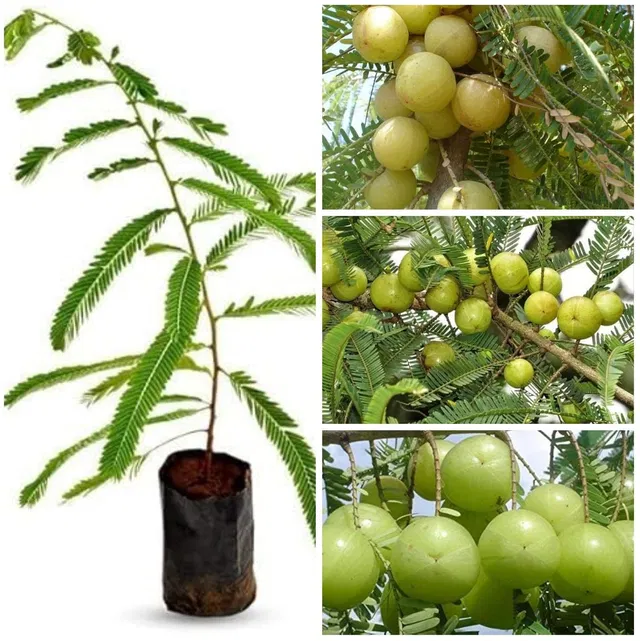 Cloud Farm Amla Plant  sapling