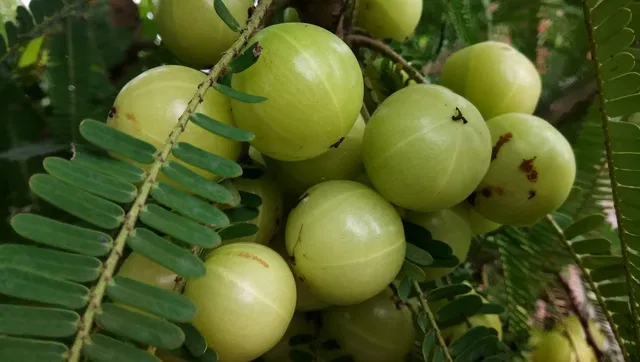 Cloud Farm Amla Plant  sapling
