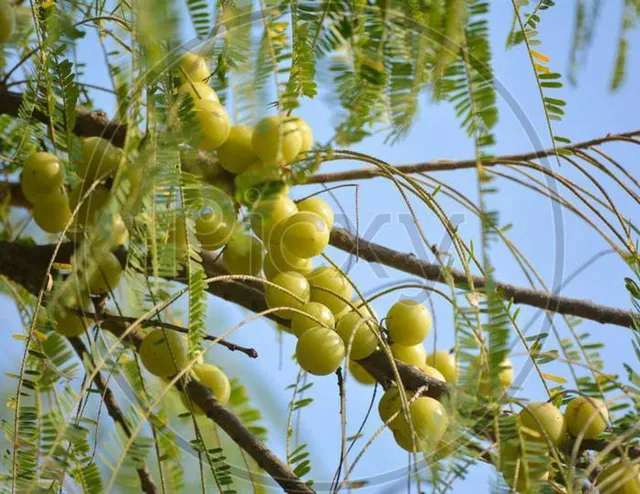 Ukanda Amla Plant  sapling