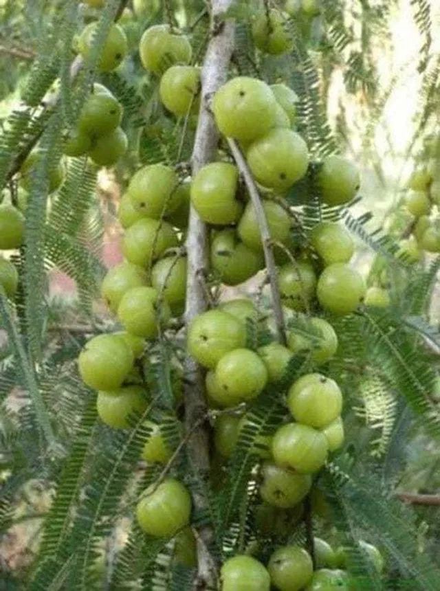 Ukanda Amla Plant  sapling