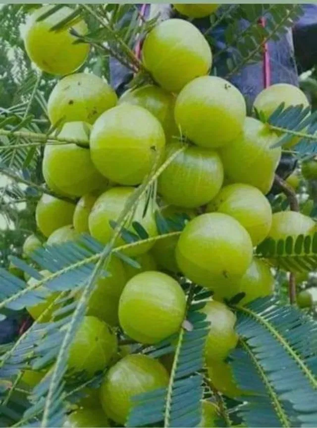 Heaven Of Saplings Amla Plant  sapling